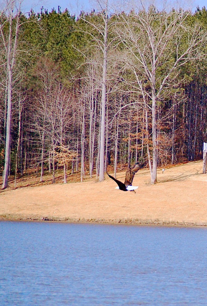 Our resident Bald Eagle